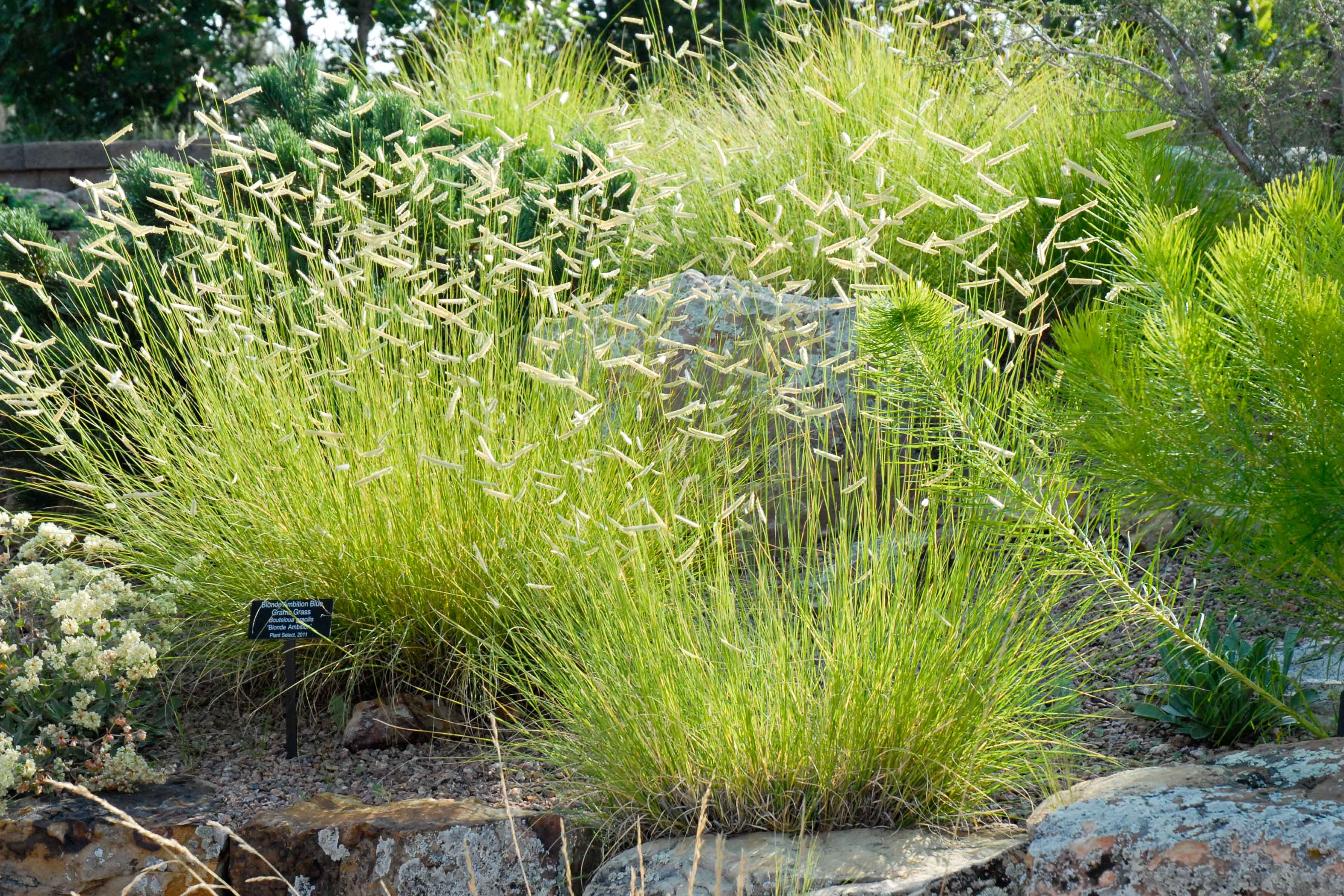 Blonde Ambition Blue Grama Grass